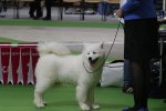 Meilleur Puppy Championnat France 2015